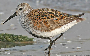 B�casseau variable