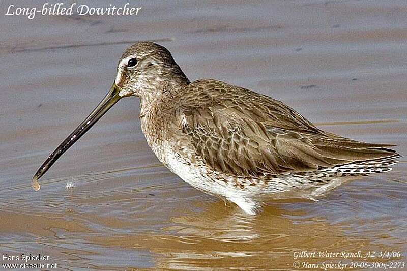 Long-billed Dowitcheradult post breeding, identification