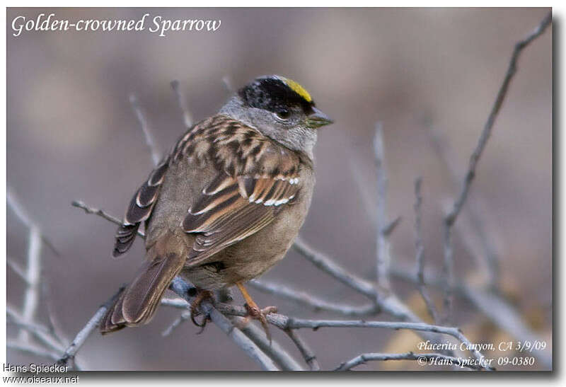 Golden-crowned Sparrowadult