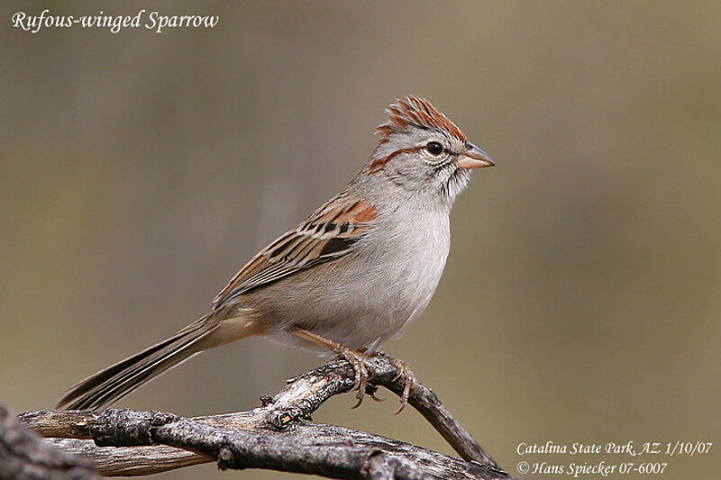 Rufous-winged Sparrowadult