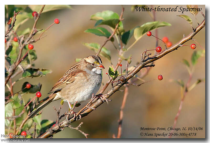 White-throated Sparrowadult post breeding, feeding habits