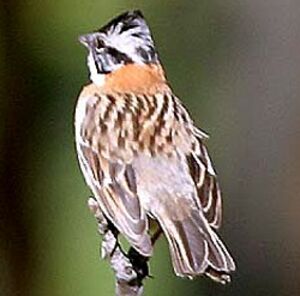 Rufous-collared Sparrow