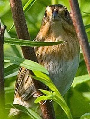 Nelson's Sparrow
