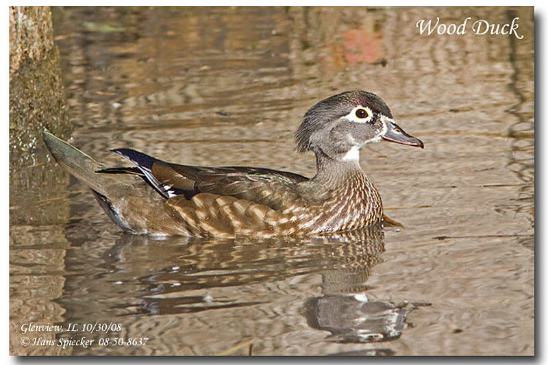 Wood Duck female First year