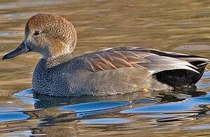 Canard chipeau 
&copy; Hans Spiecker