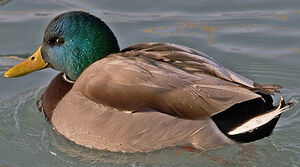 Canard colvert 
&copy; Hans Spiecker