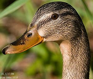 Canard colvert 
&copy; Hans Spiecker