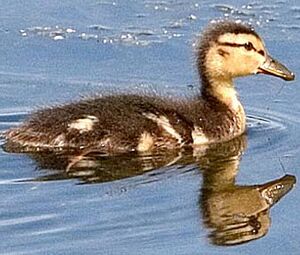 Canard colvert 
&copy; Hans Spiecker