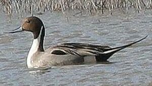 Canard pilet 
&copy; Hans Spiecker