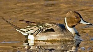 Canard pilet 
&copy; Hans Spiecker