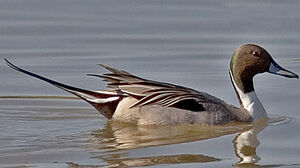 Canard pilet 
&copy; Hans Spiecker