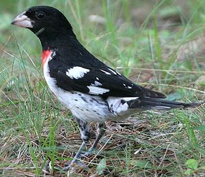 Rose-breasted Grosbeak 
&copy; Hans Spiecker