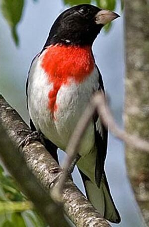 Rose-breasted Grosbeak 
&copy; Hans Spiecker