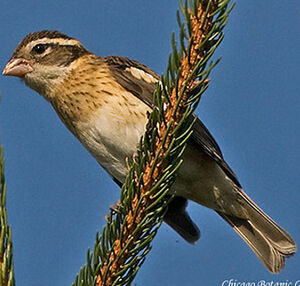 Rose-breasted Grosbeak 
&copy; Hans Spiecker
