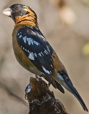 Cardinal � t�te noire