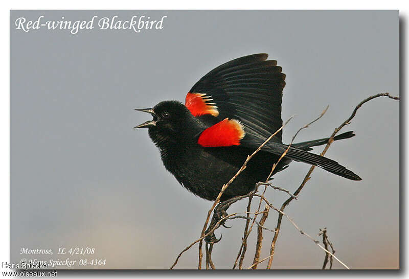 Red-winged Blackbird male adult, courting display, song
