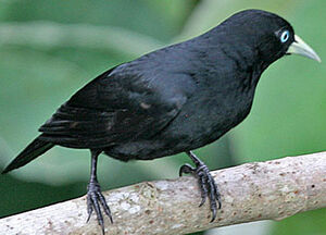 Scarlet-rumped Cacique