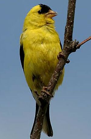 American Goldfinch