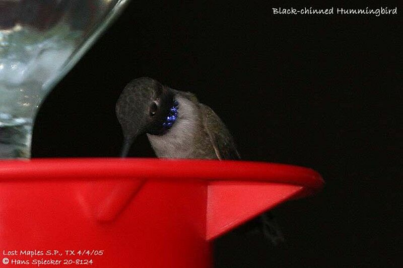 Colibri à gorge noire