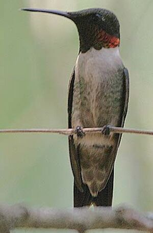 Colibri � gorge rubis