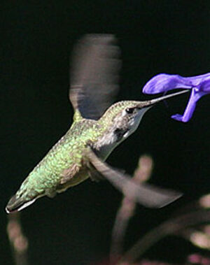 Colibri � gorge rubis