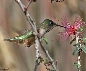 Colibri à queue large
