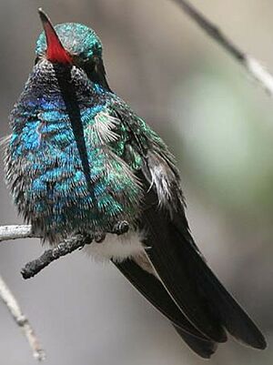 Broad-billed Hummingbird