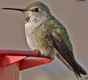 Anna's Hummingbird