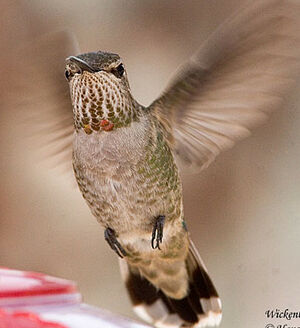 Anna's Hummingbird