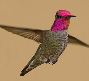 Anna's Hummingbird
