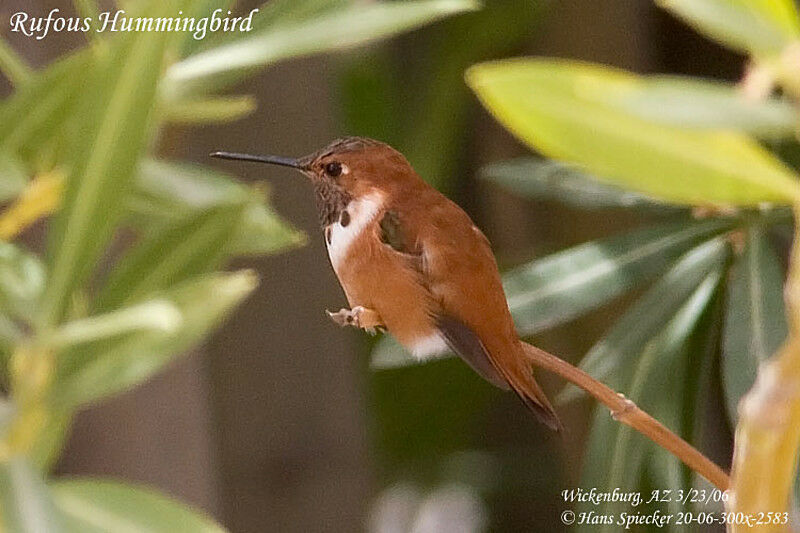 Rufous Hummingbird male adult, identification