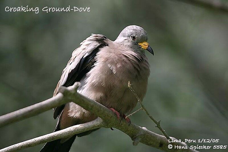 Croaking Ground Dove