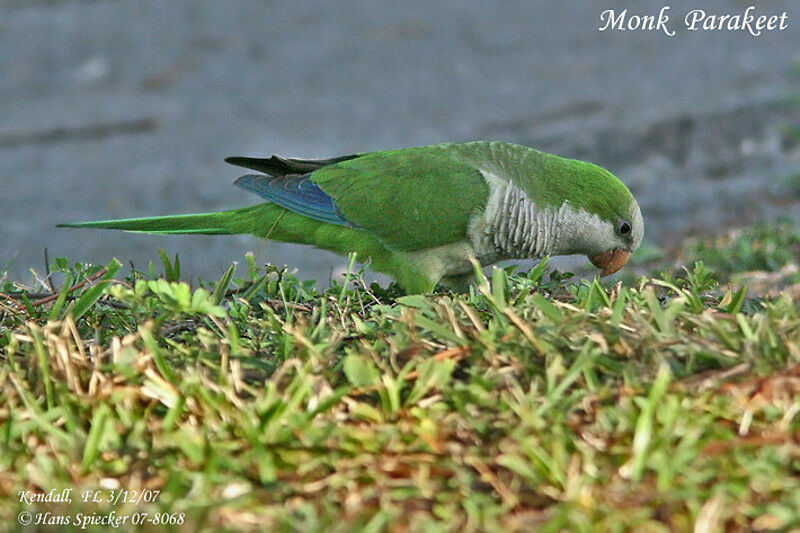 Conure veuve - Myiopsitta monachus