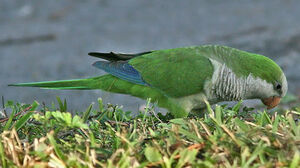 Conure veuve