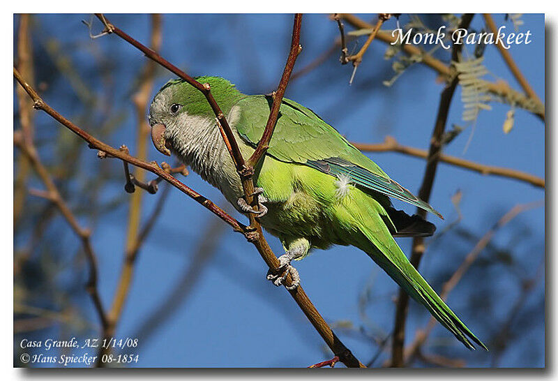 Conure veuve - Myiopsitta monachus