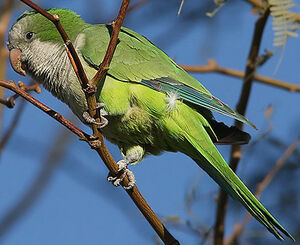 Conure veuve