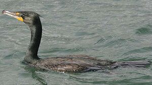 Cormoran � aigrettes