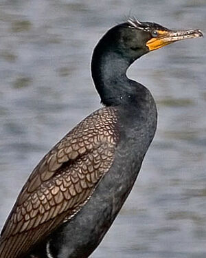 Cormoran � aigrettes