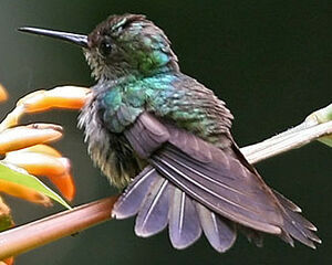 Violet-crowned Woodnymph