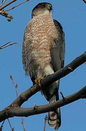 �pervier de Cooper