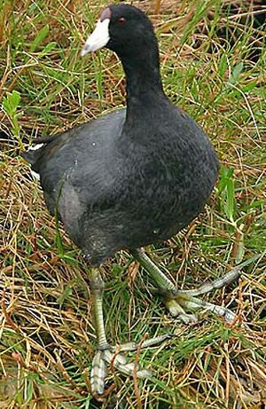 American Coot