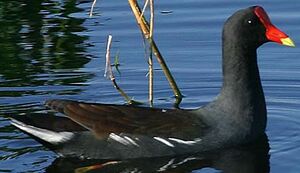 Gallinule poule-d'eau
