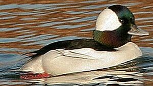 Bufflehead 
&copy; Hans Spiecker