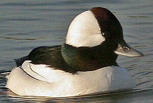 Bufflehead 
&copy; Hans Spiecker