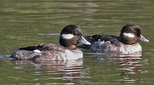 Bufflehead 
&copy; Hans Spiecker