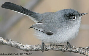 Black-tailed Gnatcatcher