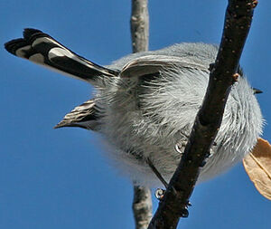 Black-tailed Gnatcatcher