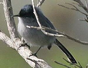 California Gnatcatcher