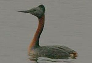 Great Grebe
