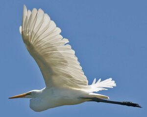 Grande Aigrette